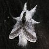 mothxdust